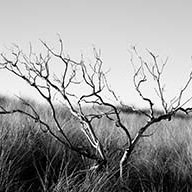 Карабовская Л