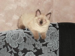 Л_Беловолова