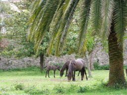 Обаятельная И