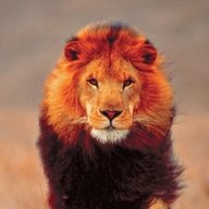 Бочарникова А