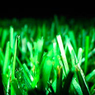 Сокольникова А