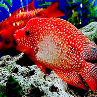 Мальцагова М