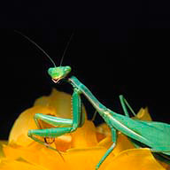 Тушканчик Н