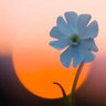 sh_dariya