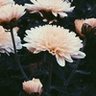 Uaqwxrof