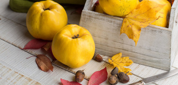 Все, что нужно знать об айве + рецепт джема