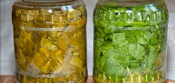 Щавель на зиму в банках