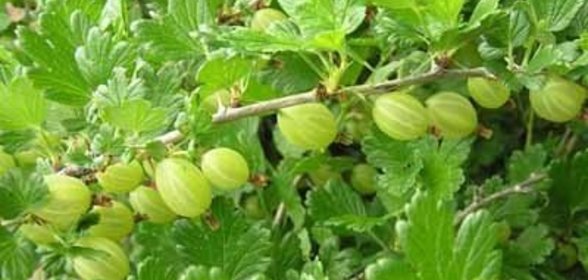 Варенье Чистый изумруд