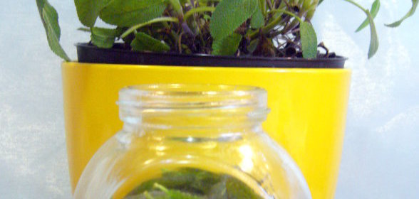 Чипсы из шалфея (заготовка из листочков шалфея)