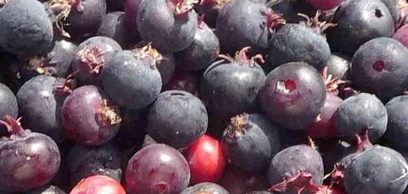 Заготовки ирга на зиму