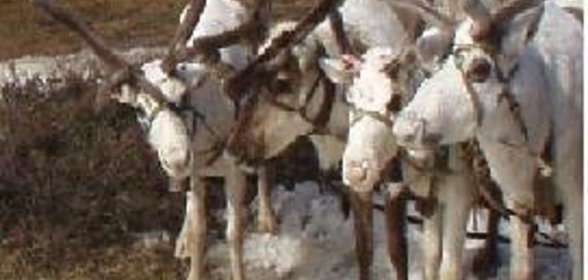 Строганина