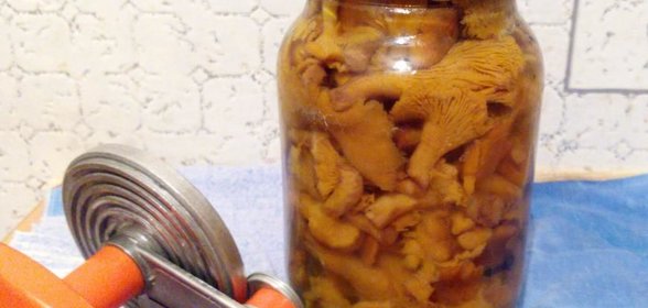 Лисички соленые в банках