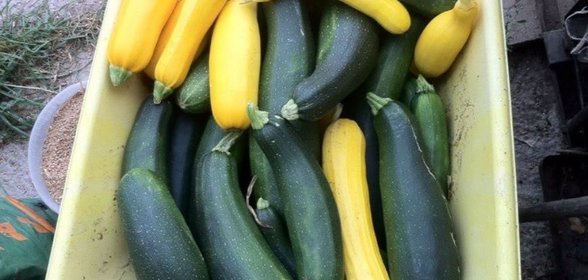 Икра заморская кабачковая