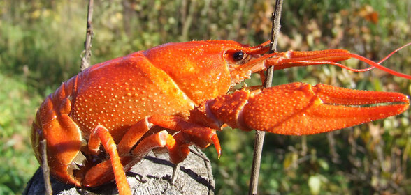 Оладьи из яблок с кореньями