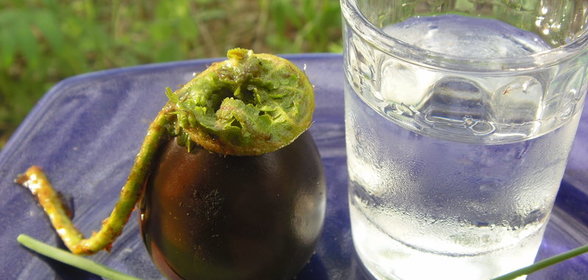 папортник соленый