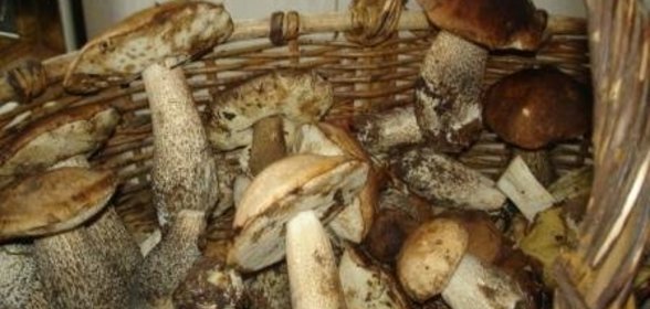 Грибы в прок