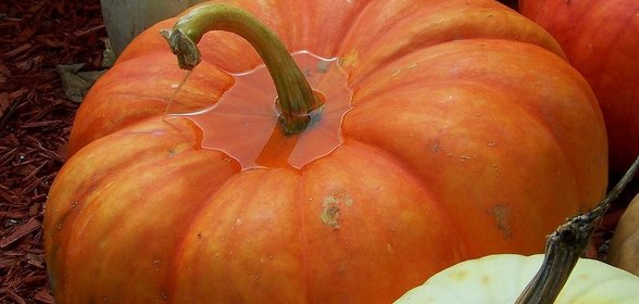 Квашеная тыква