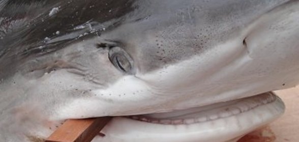 Акула горячего копчения ! ! !