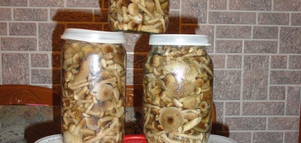 маринованные грибы