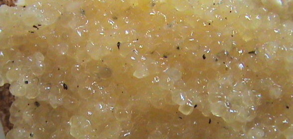 Икра из чира