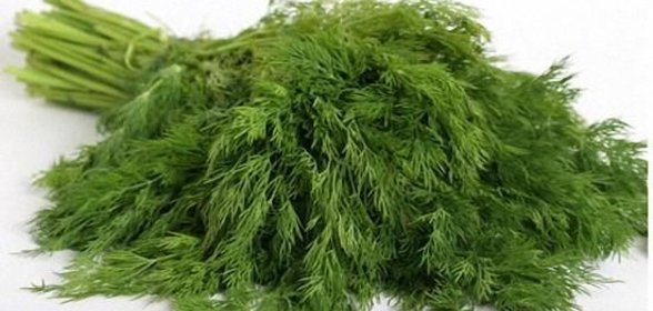 Заморозка укропа на зиму