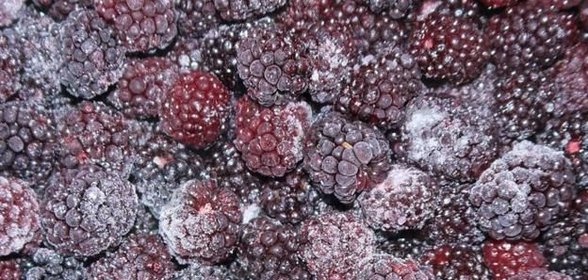 Заготовки из ежевики