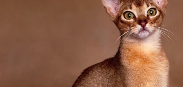 Соус ткемали