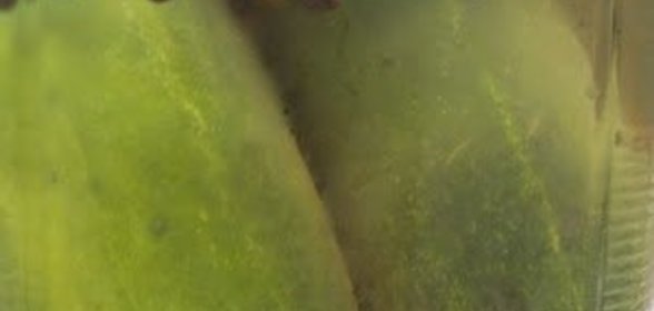 Быстрые маринованные огурцы на зиму