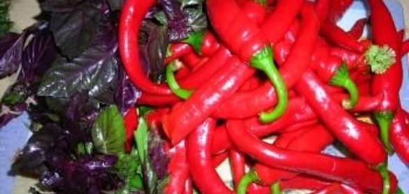 Абхазская аджика апарпылджика