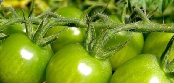 Повидло из зеленых помидоров