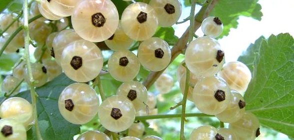 Варенье из смородины белой (киевское)