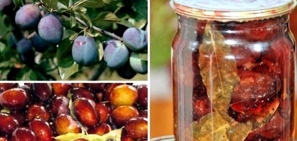 Маринованные сливы на зиму