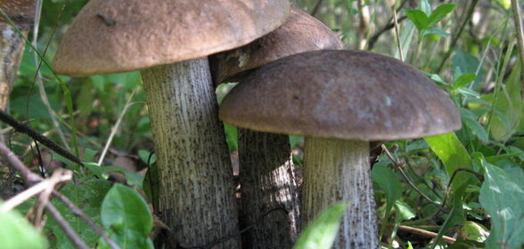 Грибочки на зиму