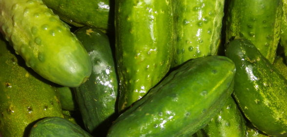 Огурцы соленыеПроще простого(вариант)