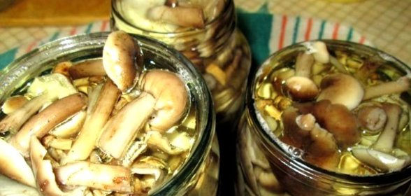 Маринованные опята без уксуса