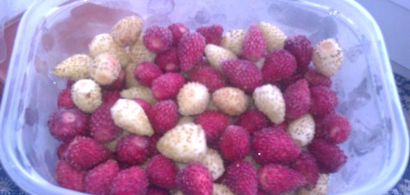 Замороженная земляника