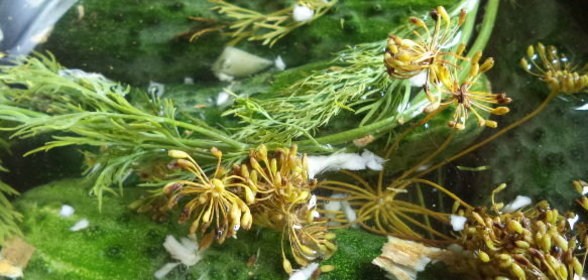 Малосольные огурцы