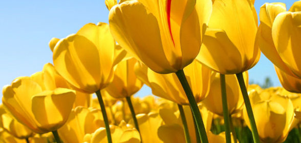 Бэлиш с уткой