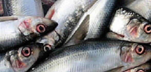 Сельдь в белом соусе-маринаде