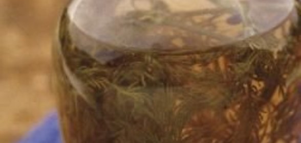 Уксус, настоянный на укропе и черном перце