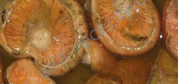 Засолка рыжиков