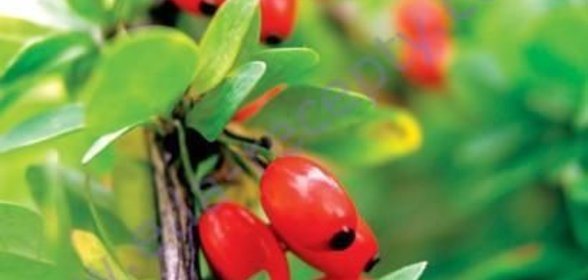 Варенье из барбариса