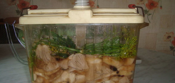 засолка груздей