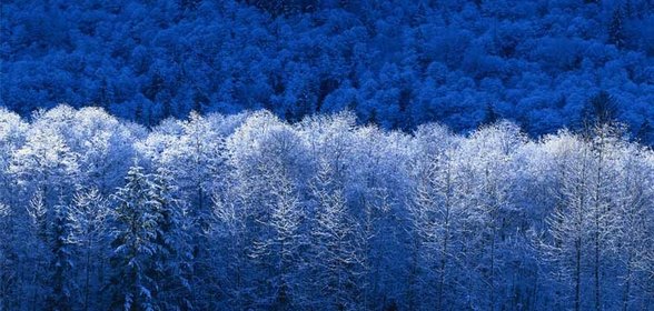 Рулеты из сельди особенные