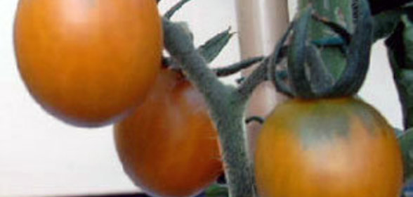 Засолка помидор