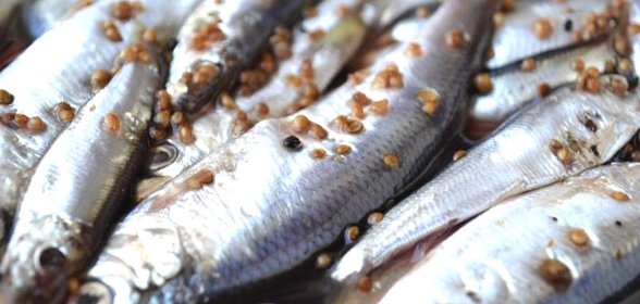 Cалака пряного посола