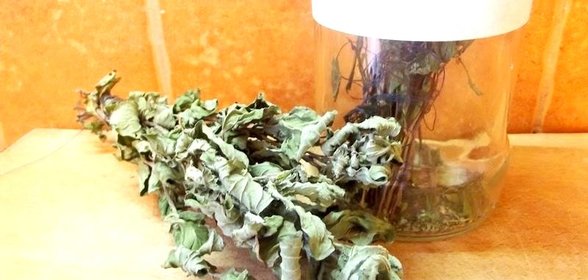 Сушеная мята к чаю