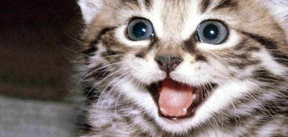 Ризотто с двумя соусами