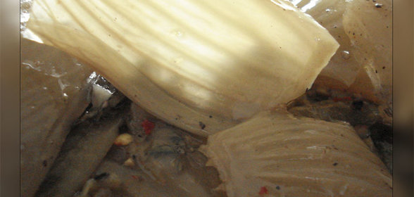 запеканка из пельменей