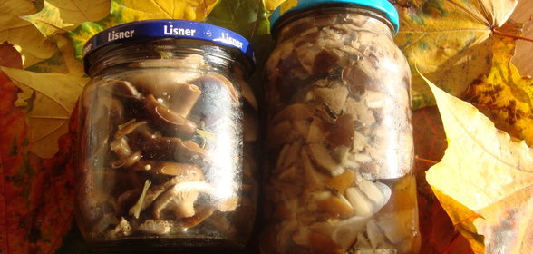 ГОРЬКУШКИ – солёные и маринованные